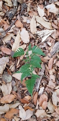 Dryopteris pacifica