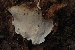 Heterobasidion annosum