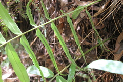 Blechnum gregsonii