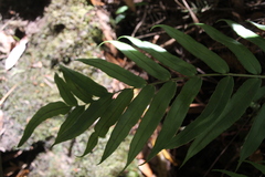 Blechnum gregsonii