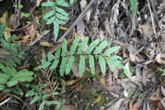 Blechnum minus