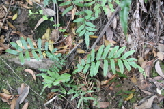 Blechnum minus