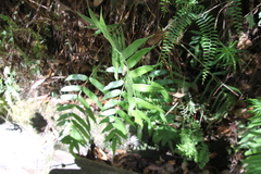 Blechnum gregsonii