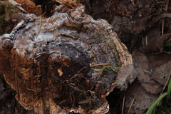 Heterobasidion annosum