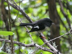 Petroica macrocephala macrocephala