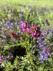 Astragalus davuricus