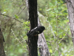Petroica macrocephala macrocephala