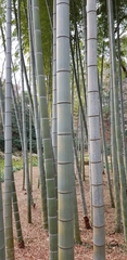 Phyllostachys heterocycla