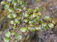 Gaultheria antipoda
