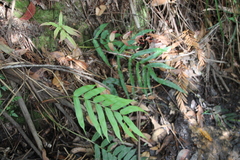Blechnum gregsonii