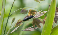 Homalodisca insolita