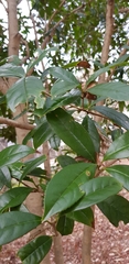 Osmanthus fragrans aurantiacus
