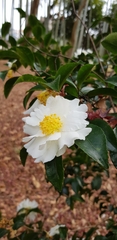 Camellia sasanqua