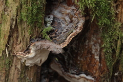 Heterobasidion annosum