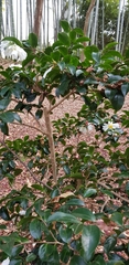 Camellia sasanqua