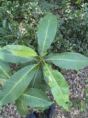 Zanthoxylum schreberi