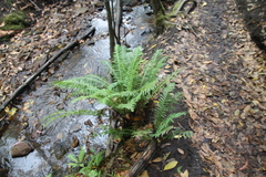 Blechnum nudum
