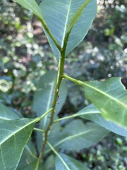 Zanthoxylum schreberi