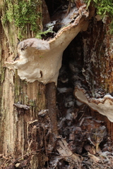 Heterobasidion annosum