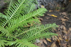 Blechnum nudum