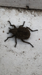 Brachycerus