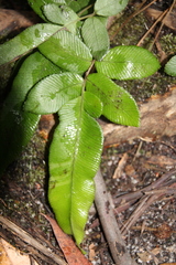 Blechnum ambiguum