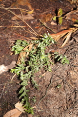 Tmesipteris