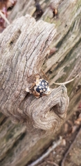 Hyalessa maculaticollis