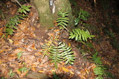 Blechnum wattsii