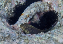 Ophioblennius atlanticus