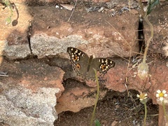 Junonia lemonias