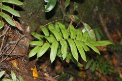 Blechnum wattsii