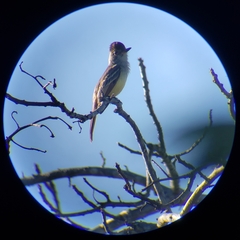 Myiarchus tyrannulus