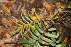 Blechnum wattsii