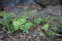 Blechnum wattsii