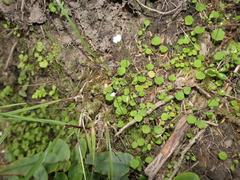 Lagenophora strangulata