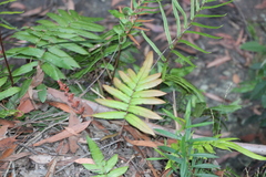 Blechnum wattsii