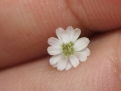 Lagenophora strangulata