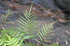 Blechnum wattsii