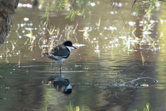 Erythrogonys cinctus