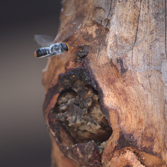 Megachile chrysopyga
