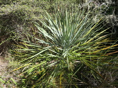 Aciphylla scott-thomsonii