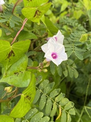 Ipomoea sagittifolia