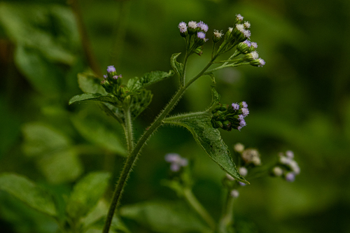 Ageratum image