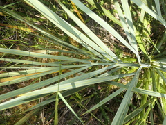 Aciphylla scott-thomsonii