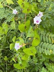 Ipomoea sagittifolia