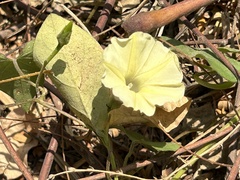 Ipomoea obscura