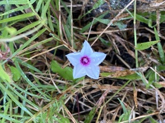 Ipomoea sagittifolia