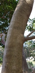 Ilex integra
