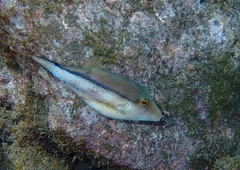 Canthigaster capistrata
